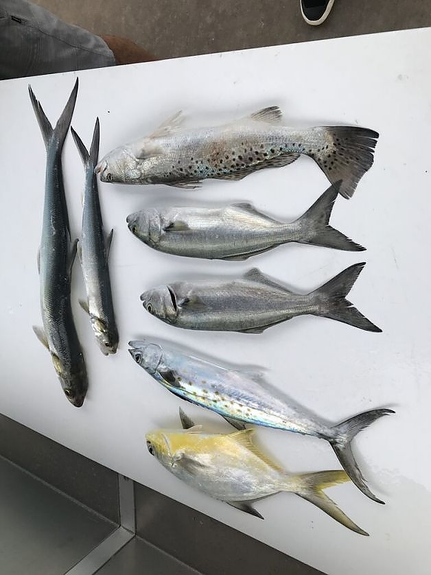 Various fish caught on fishing trip