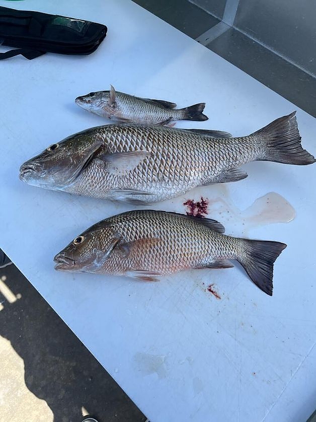    Fish on a table caught on 5-hour trip